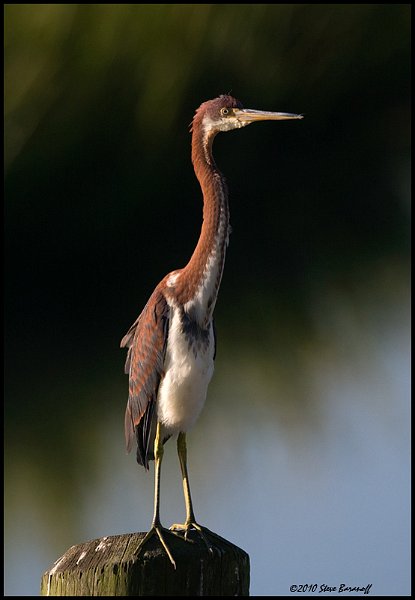_0SB7486 tricolor heron.jpg
